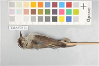 藏品(冠羽畫眉)的圖片